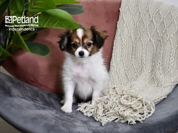 Papillon-DOG-Male-Red & White-5190-Petland Independence, Missouri