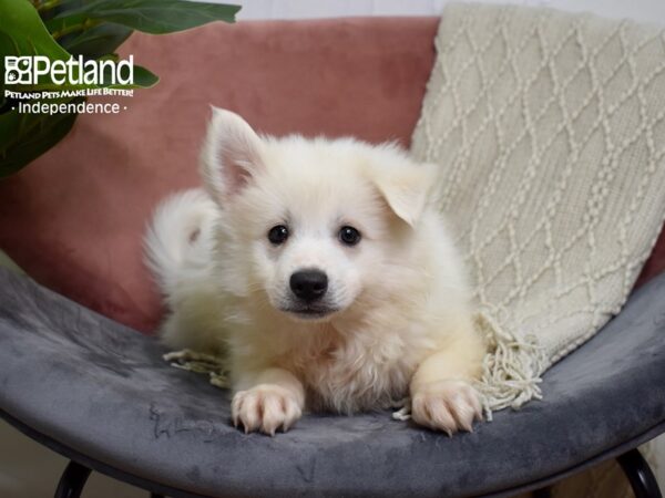 American Eskimo-Dog-Male-White-5195-Petland Independence, Missouri