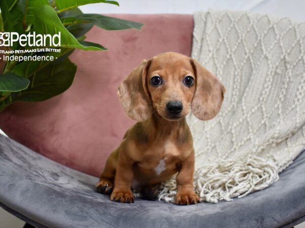 Dachshund DOG Male Red 5170 Petland Independence, Missouri