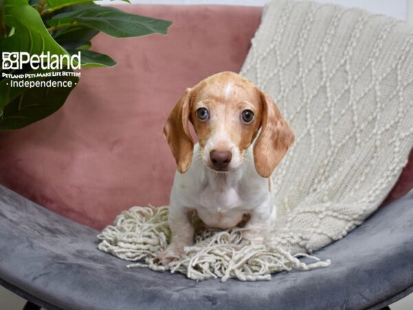 Dachshund DOG Female Red 5152 Petland Independence, Missouri