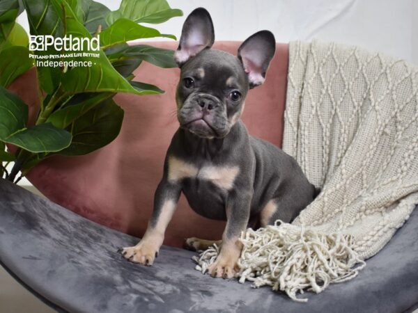 French Bulldog DOG Male Blue & Tan 5168 Petland Independence, Missouri