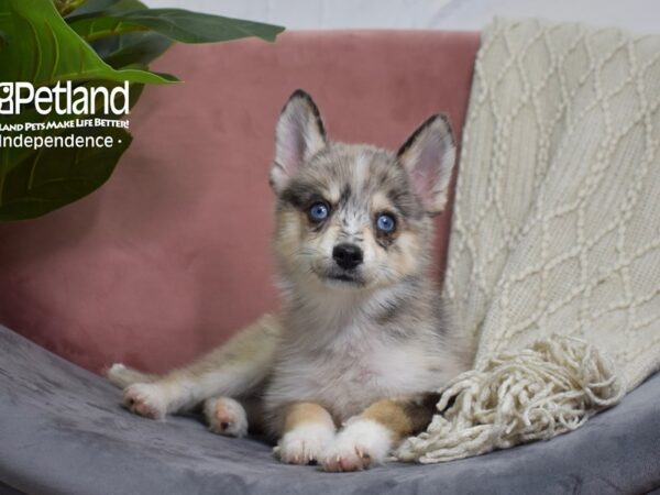 Pomsky 2nd Gen-DOG-Male-Merle-5148-Petland Independence, Missouri