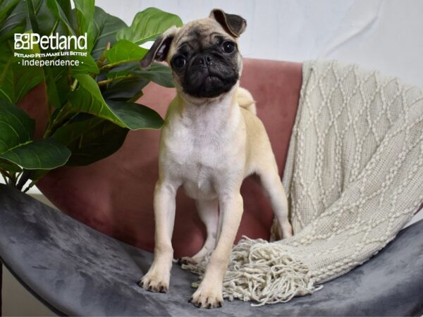 Pug-Dog-Female-Fawn-5076-Petland Independence & Lee's Summit, MO