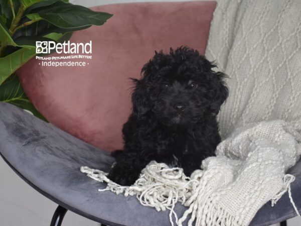 Cavapoo-Dog-Female-Black-5201-Petland Independence, Missouri