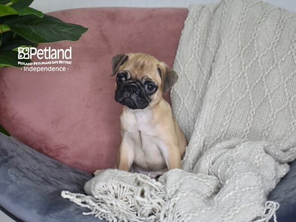 Bugg-DOG-Female-Fawn-5203-Petland Independence, Missouri