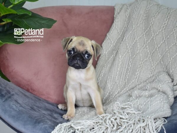 Bugg Dog Female Fawn 5204 Petland Independence, Missouri