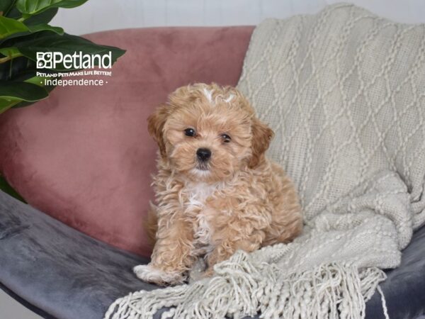 Shih Poo-DOG-Male-Apricot-5205-Petland Independence, Missouri