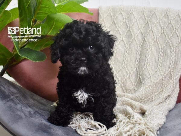 Cavapoo DOG Male Black 5214 Petland Independence, Missouri