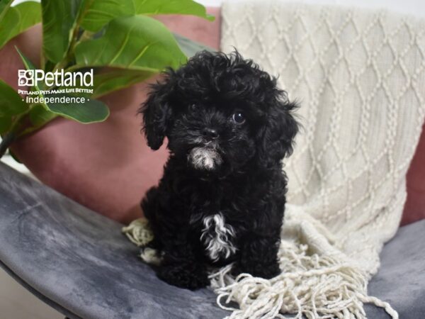 Cavapoo DOG Female Black 5213 Petland Independence, Missouri