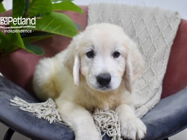 Golden Retriever DOG Male Light Golden 5215 Petland Independence, Missouri