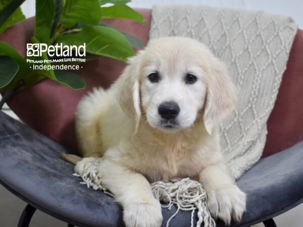 Golden Retriever Dog Female Light Golden 5216 Petland Independence, Missouri