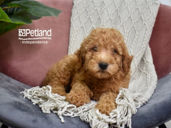 Miniature Goldendoodle 2nd Gen-DOG-Male-Red-5222-Petland Independence & Lee's Summit, MO