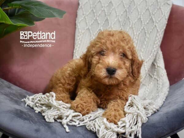 Miniature Goldendoodle 2nd Gen-DOG-Male-Red-5222-Petland Independence, Missouri