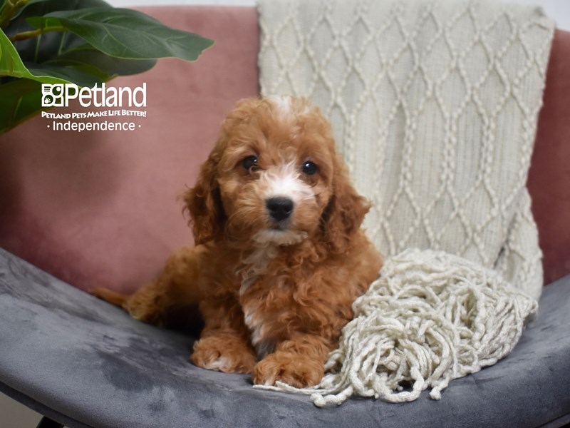[#5220] Red Female Miniature Goldendoodle 2nd Gen Puppies For Sale #1