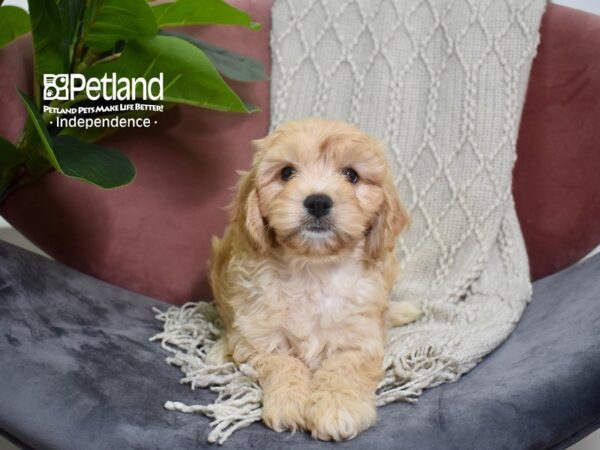 Cavachon-DOG-Female-Blenheim-5225-Petland Independence, Missouri