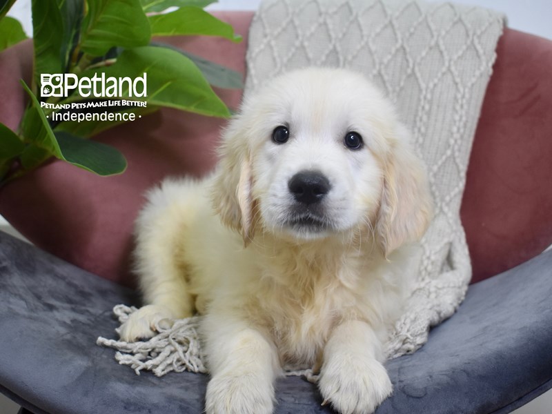 Golden Retriever-DOG-Male-Light Golden-3783461-Petland Independence, Missouri