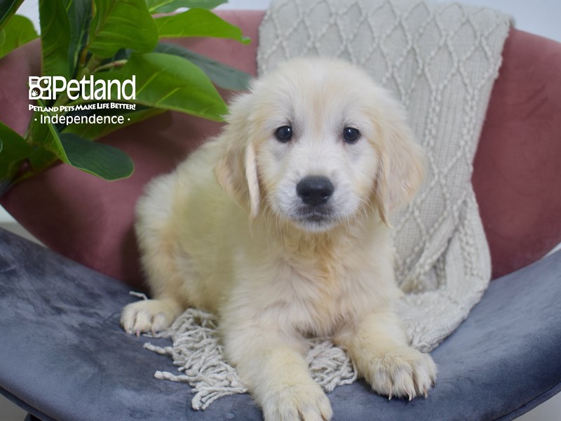 Golden Retriever-DOG-Female-Light Golden-3783463-Petland Independence, Missouri