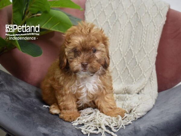 [#5226] Red Male Shih Poo Puppies For Sale