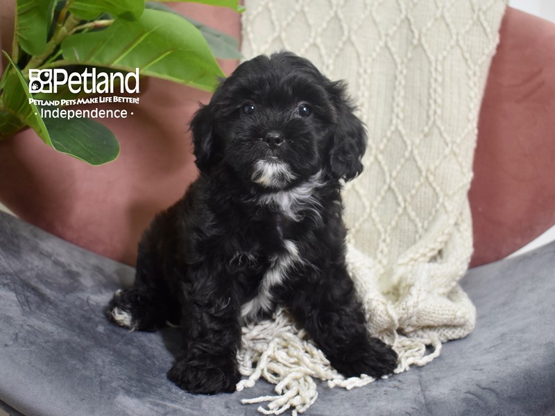 [#5227] Black Female Shih Poo Puppies For Sale #1