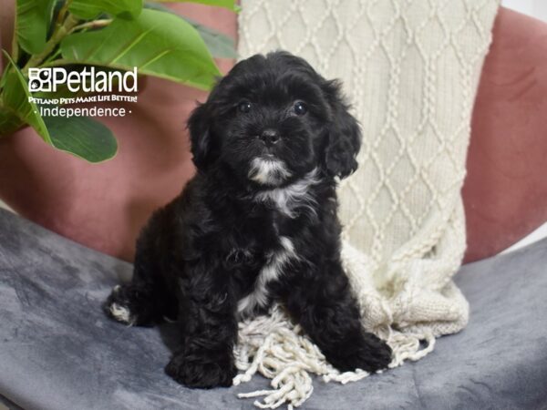 [#5227] Black Female Shih Poo Puppies For Sale