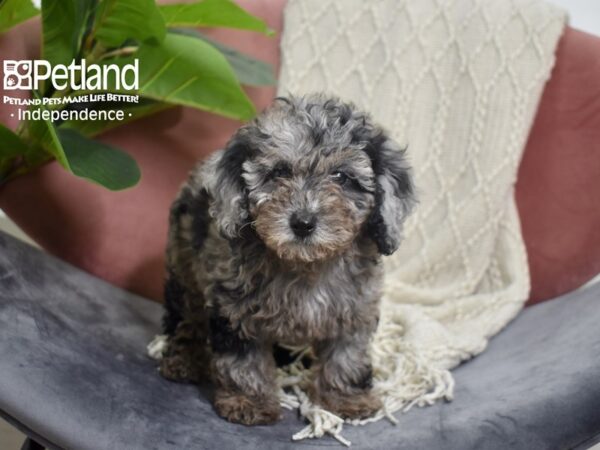 Toy Poodle DOG Female Blue Merle 5228 Petland Independence, Missouri