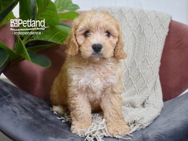 [#5224] Blenheim Male Cavachon Puppies For Sale