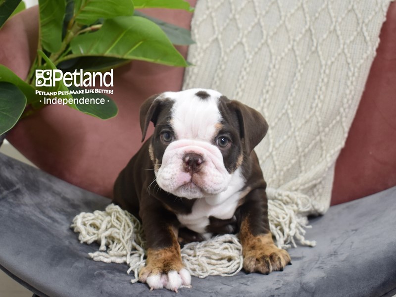 English Bulldog-Dog-Female-Chocolate & Tan-3788983-Petland Independence, Missouri