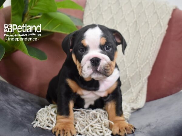 English Bulldog-Dog-Female-Black, Tan, & White-5238-Petland Independence, Missouri