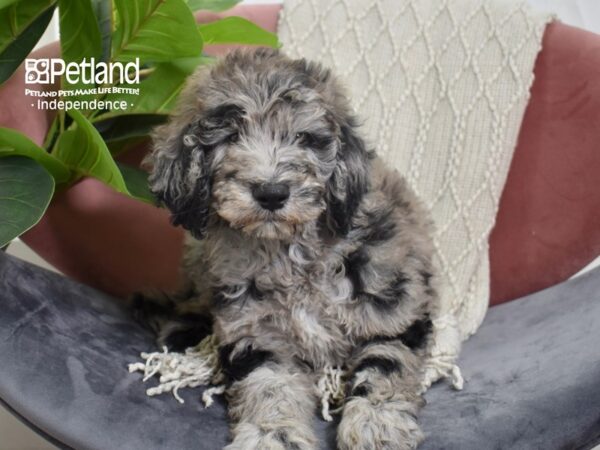 Goldendoodle F1b Dog Male Blue Merle 5245 Petland Independence, Missouri