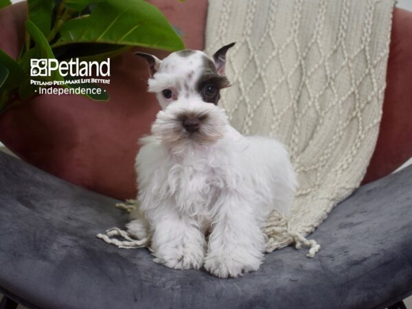 Miniature Schnauzer DOG Female Chocolate Parti 5241 Petland Independence, Missouri