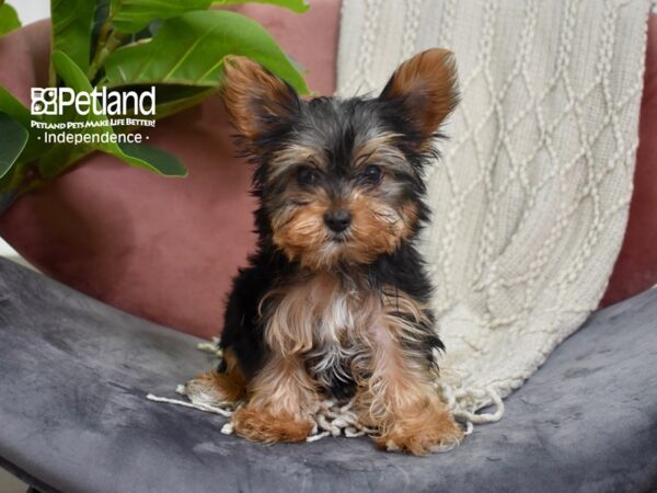 Yorkshire Terrier DOG Female Black & Tan 5236 Petland Independence, Missouri