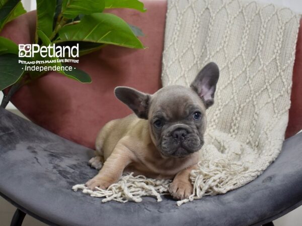French Bulldog-Dog-Male-Blue Fawn-5252-Petland Independence & Lee's Summit, MO