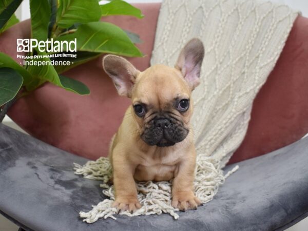 French Bulldog-Dog-Male-Fawn-5253-Petland Independence & Lee's Summit, MO