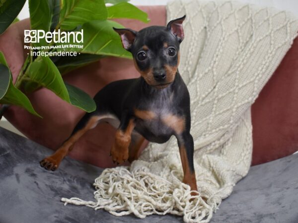 Miniature Pinscher Dog Male Black & Rust 5256 Petland Independence, Missouri