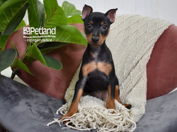 Miniature Pinscher Dog Male Black & Rust 5257 Petland Independence, Missouri