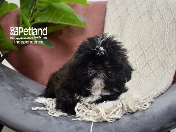 Shih Tzu-Dog-Female-Brindle-5254-Petland Independence & Lee's Summit, MO