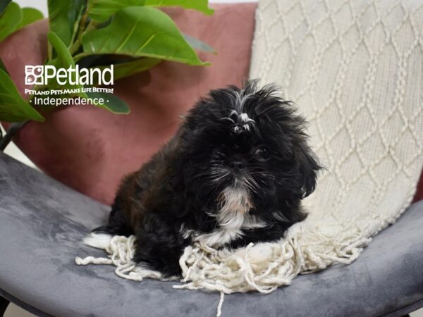 Shih Tzu-Dog-Female-Brindle-5254-Petland Independence, Missouri