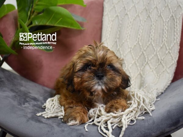 Shih Tzu Dog Male Red 5255 Petland Independence, Missouri