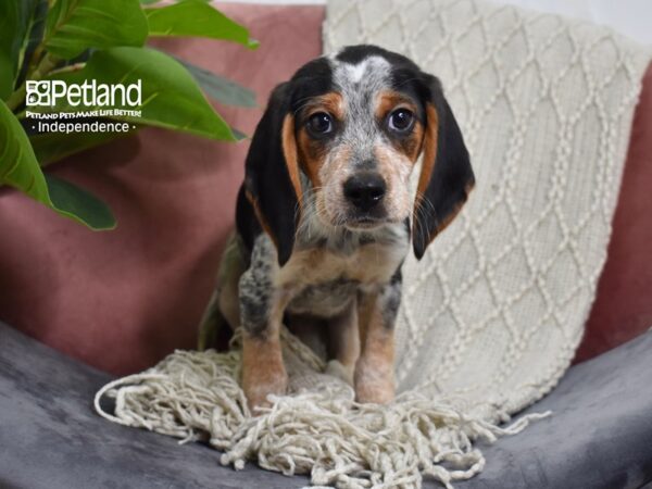 Beagle Dog Male Black Red and White 5258 Petland Independence, Missouri