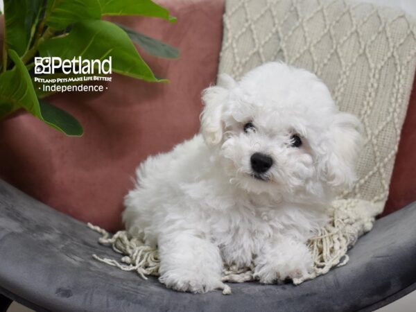 Bichon Frise-Dog-Male-White-5265-Petland Independence, Missouri
