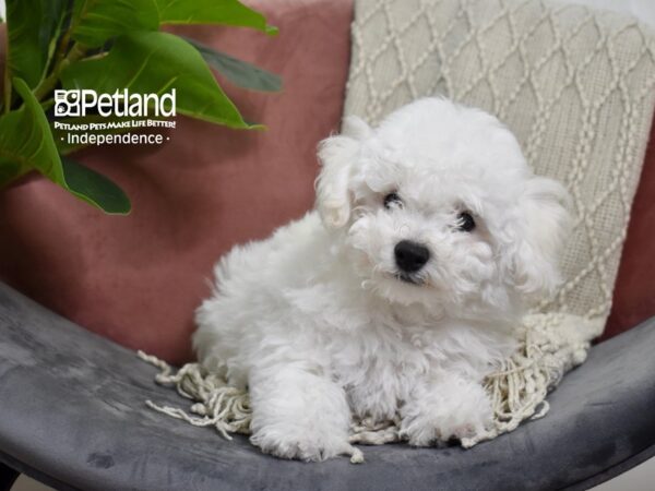 Bichon Frise Dog Male White 5265 Petland Independence, Missouri