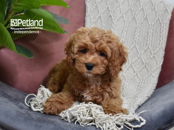 Cockapoo-Dog-Male-Red-5260-Petland Independence, Missouri