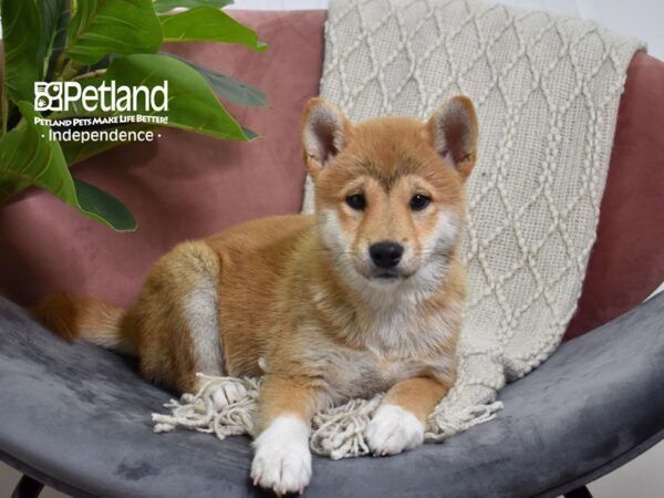 Shiba Inu Dog Female Red Sesame 5263 Petland Independence, Missouri