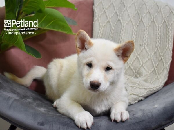 Shiba Inu-Dog-Male-Cream-5264-Petland Independence & Lee's Summit, MO
