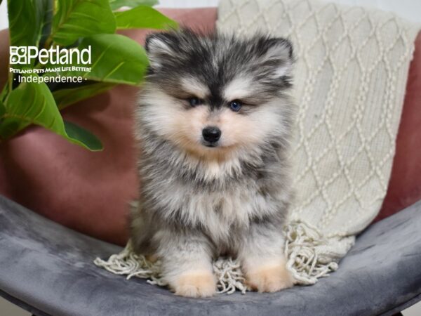 Alaskan Klee Kai Dog Female Black & White 5267 Petland Independence, Missouri