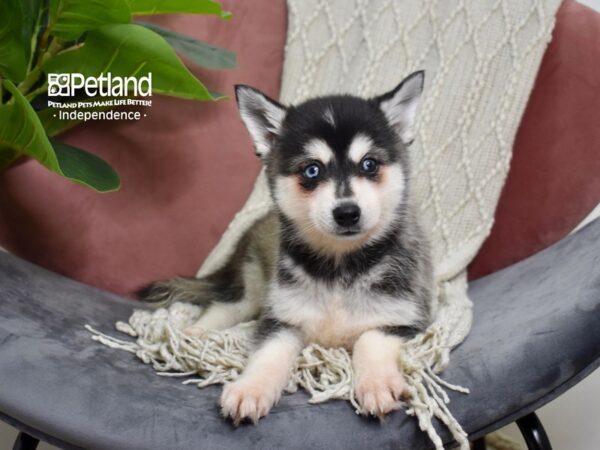 [#5266] Black & White Female Alaskan Klee Kai Puppies For Sale