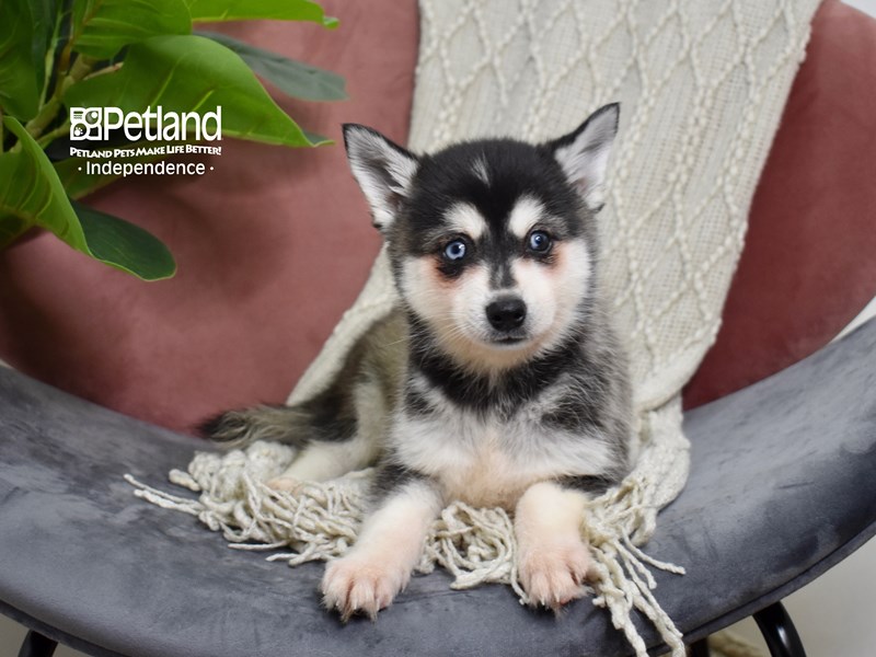 [#5266] Black & White Female Alaskan Klee Kai Puppies For Sale #1