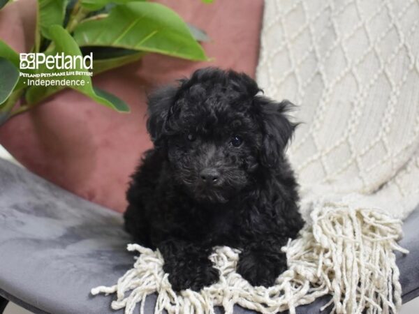 Bichon-Poo Dog Male Black 5283 Petland Independence, Missouri