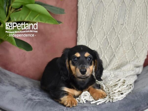 [#5272] Black & Tan, Long Haired Male Dachshund Puppies For Sale