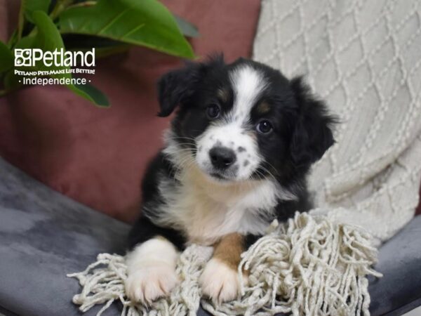 Miniature Australian Shepherd Dog Female Black Tri 5276 Petland Independence, Missouri